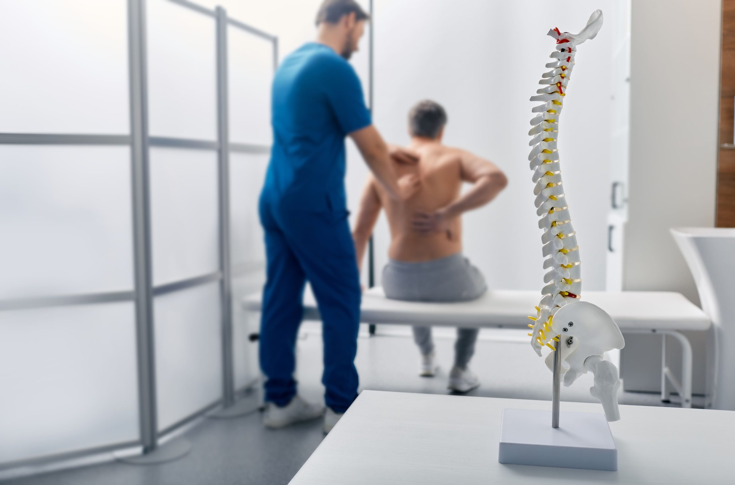 spine
