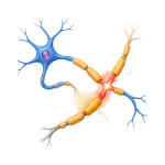 Nerve Disorder Treatment