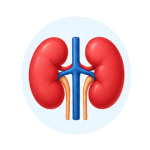 Kidney Health